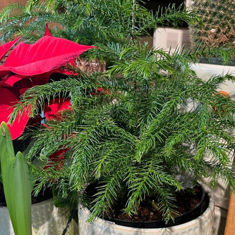 Plan For Post-Holiday Planting
