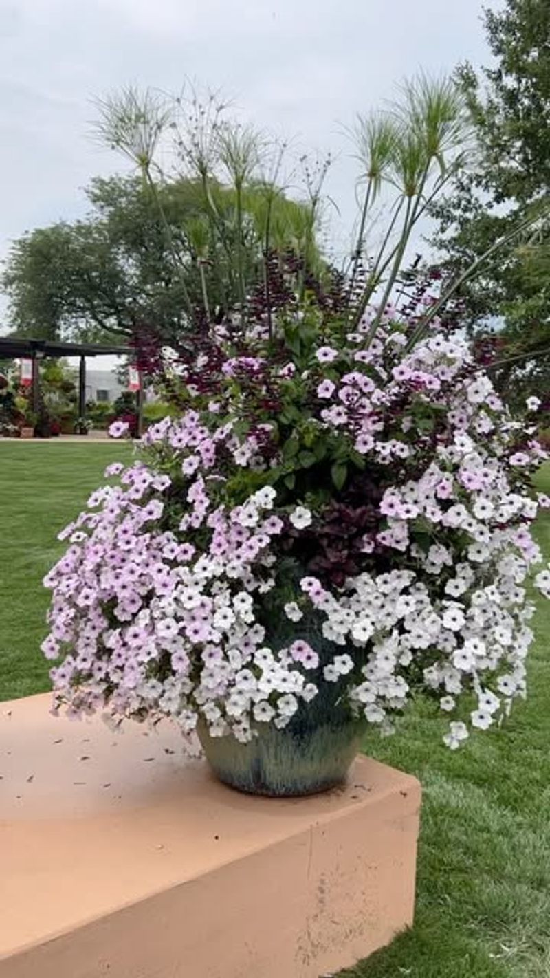 Easy Wave Silver Petunia