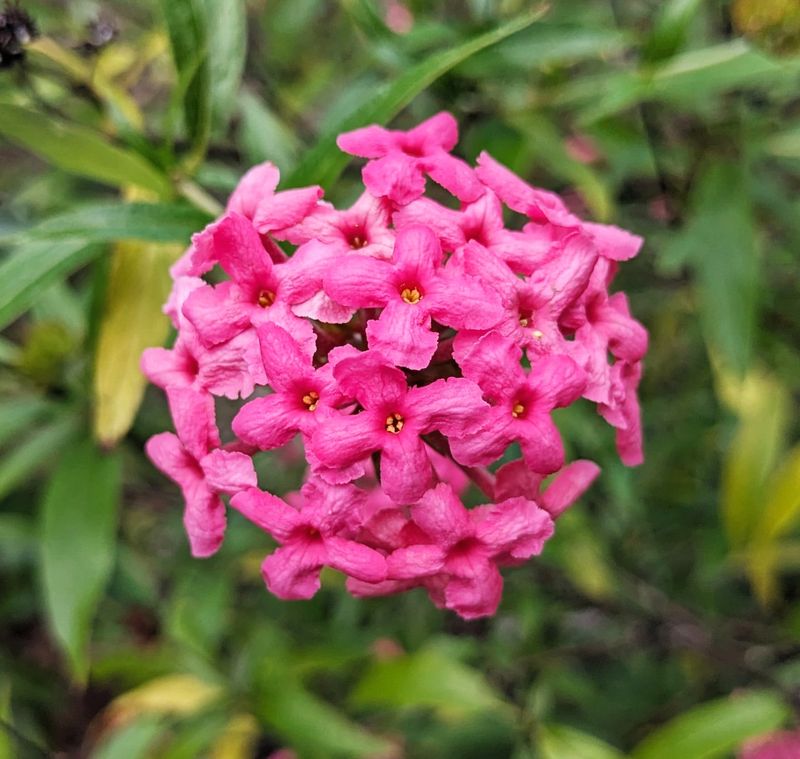 Panama Rose