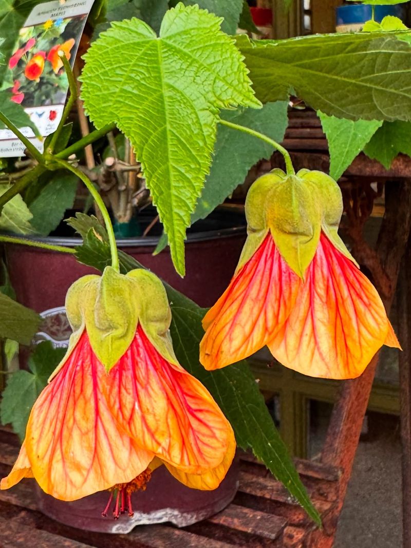 Flowering Maple