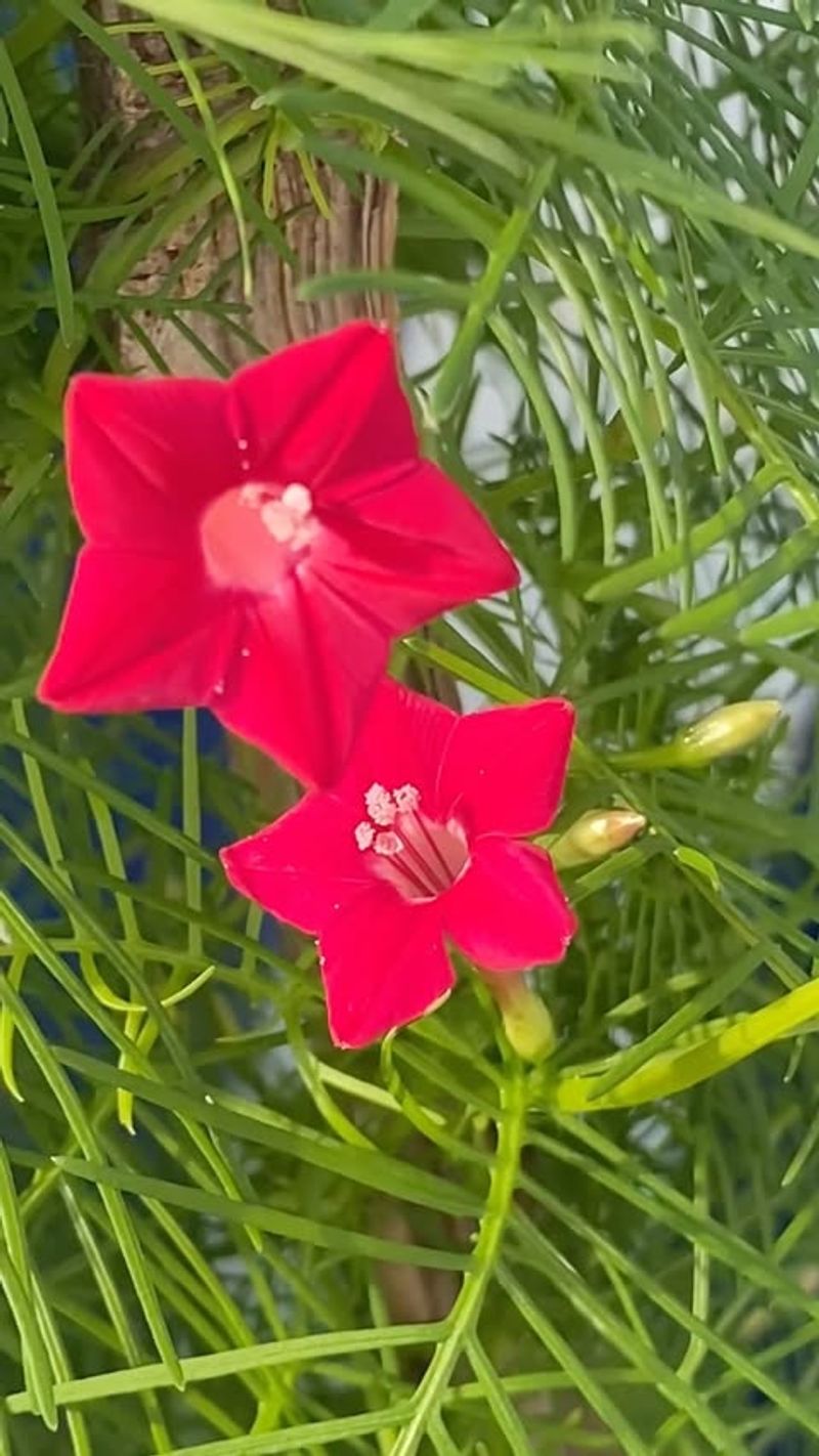 Cypress Vine's Delicate Stars