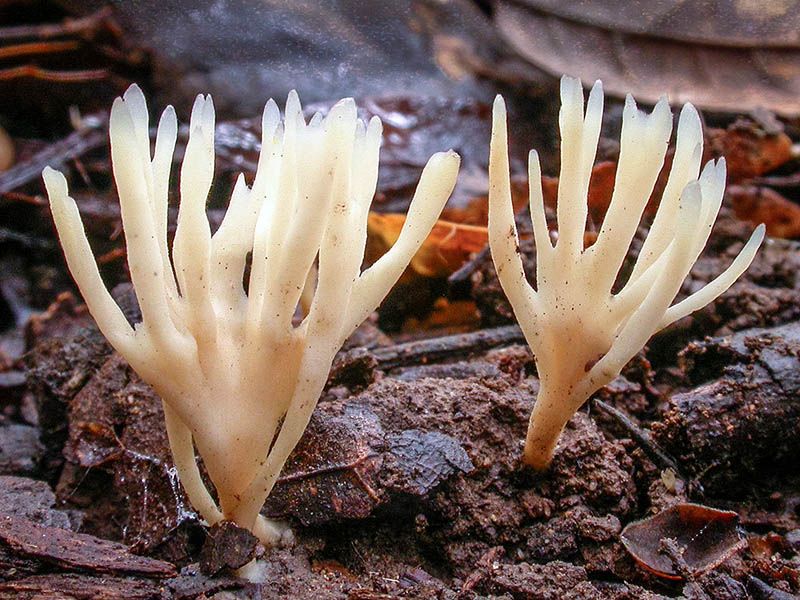 Cascade Coral Slime (Tremellodendropsis tuberosa)
