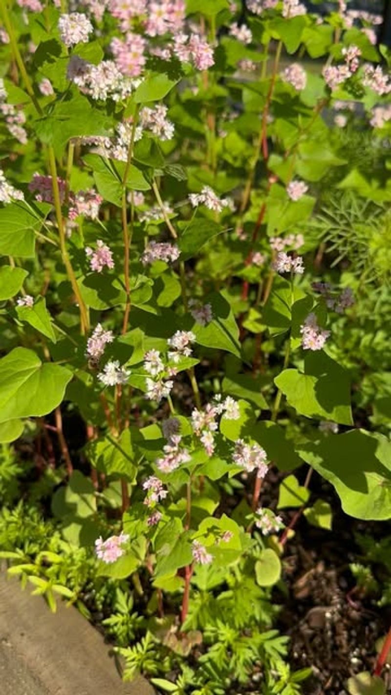 Clay-Busting Cover Crop