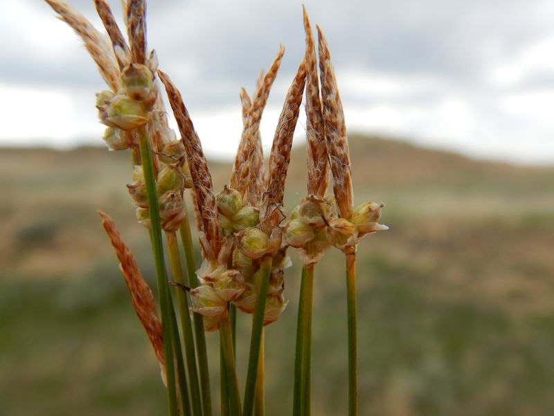 Threadleaf Sedge Provides Delicate Movement