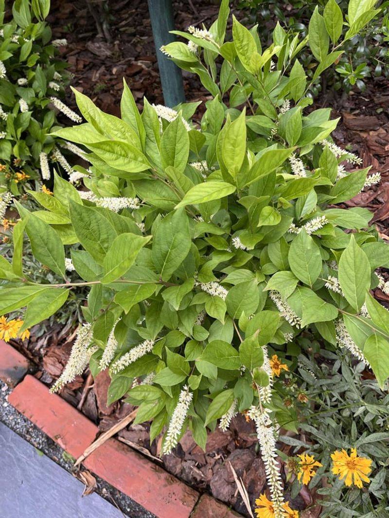 Itea 'Henry's Garnet'