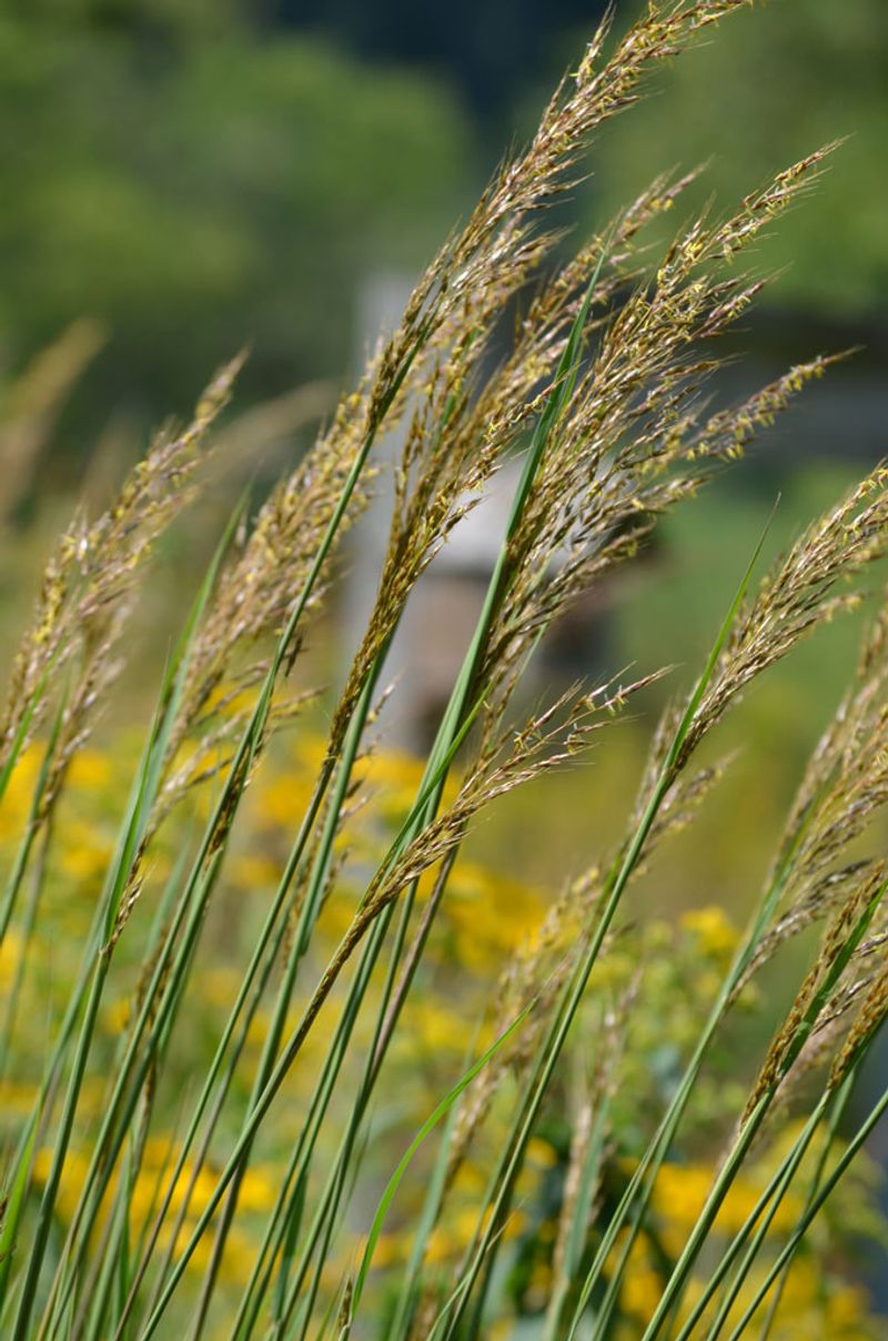 Indiangrass (Sorghastrum nutans)
