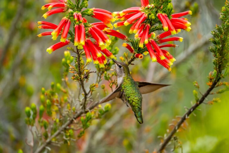 hummingbird feeding on a flower