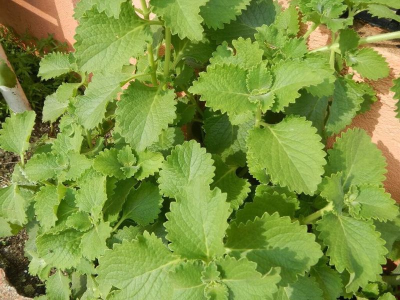 Cuban Herb Bundles