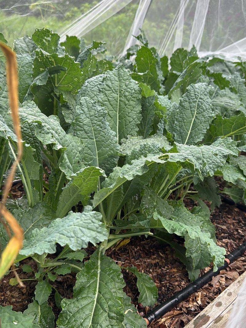 Food Forest Parkways