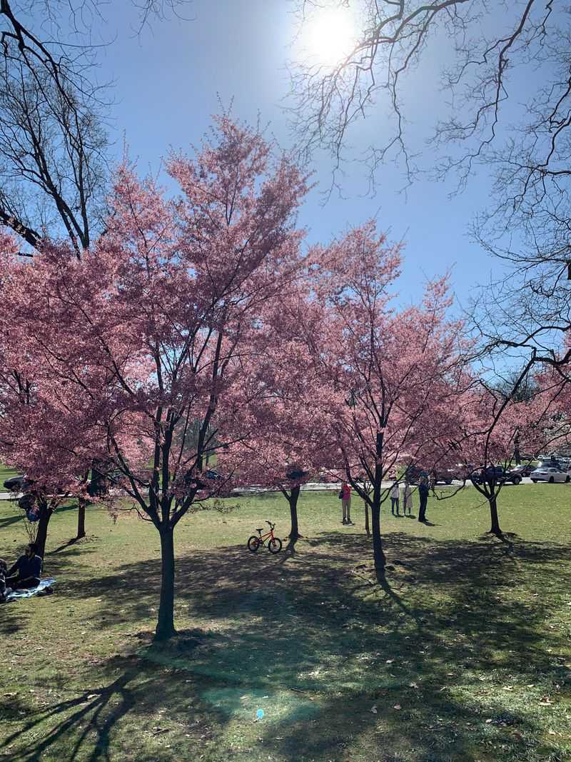 Cherry Blossom Walk