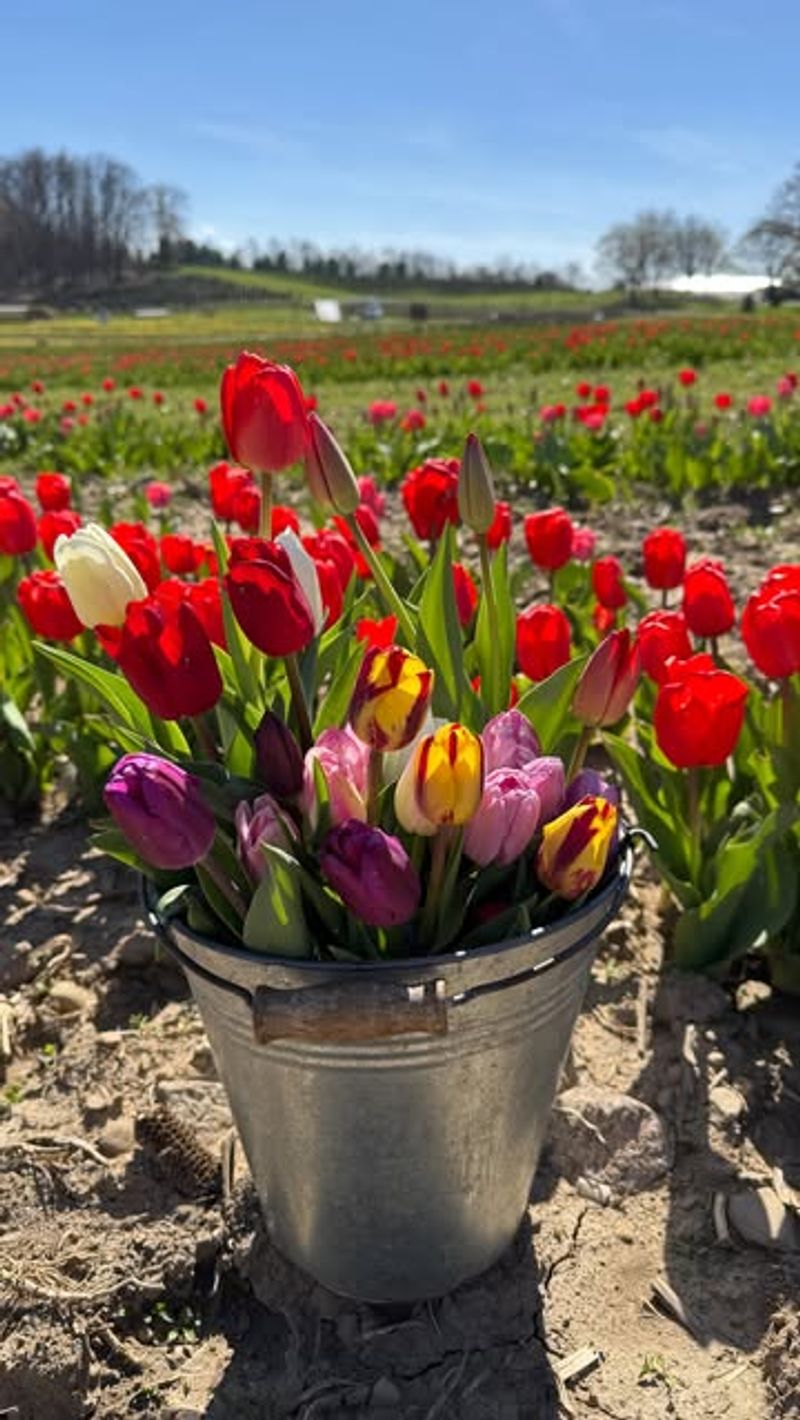 Half Moon Bay's Coastal Tulip Haven