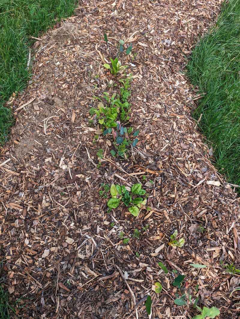 Insufficient Mulching Practices