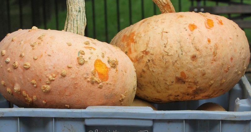 Galeux d'Eysines Squash