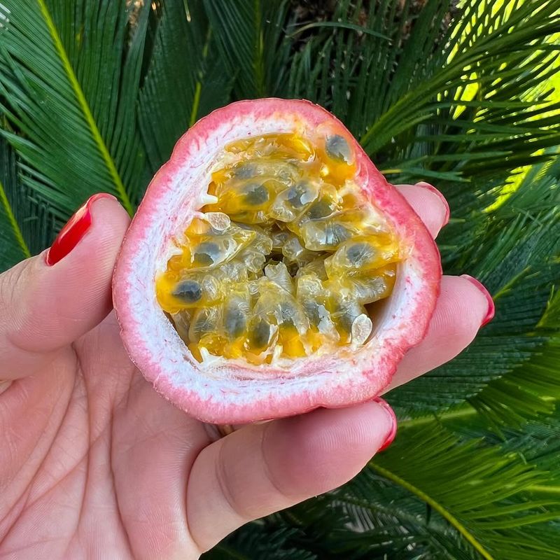 Passion Fruit