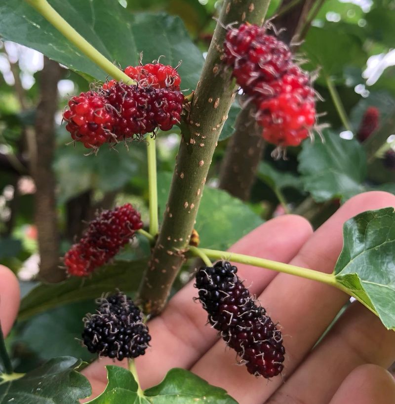 Mulberry's Hardy Nature