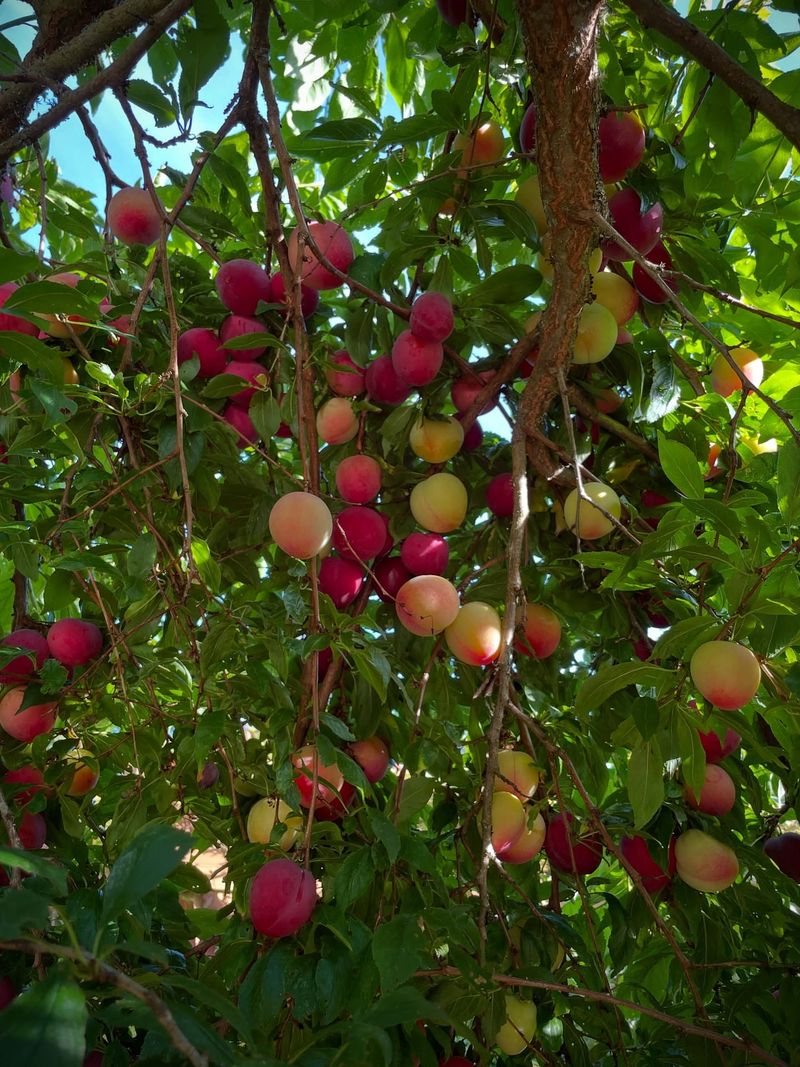 Japanese Plums