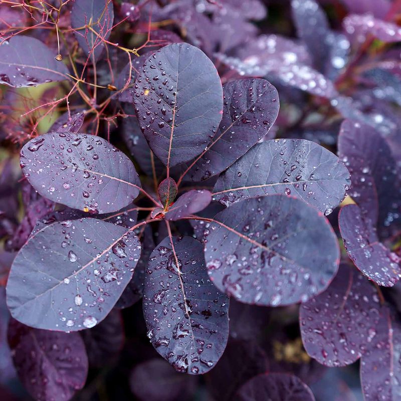 Smoke Bush 'Royal Purple'