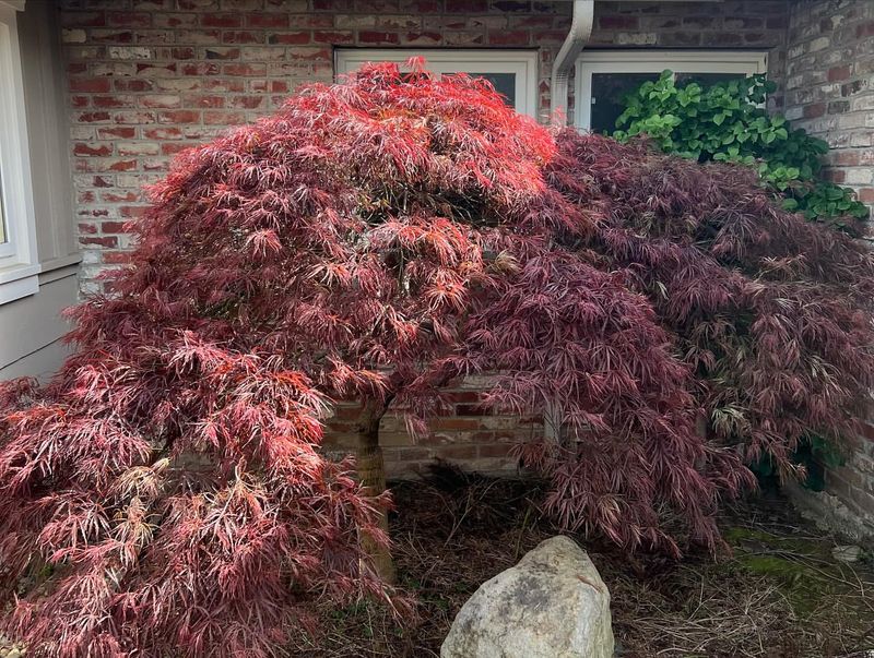 Japanese Maples Pruned In Early Spring