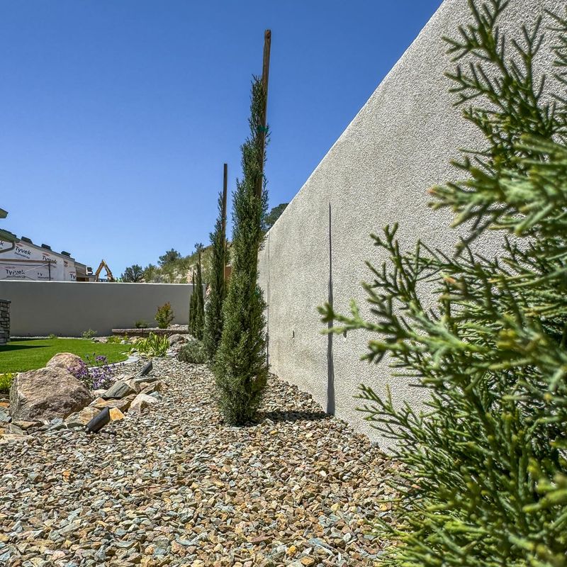 Italian Cypress