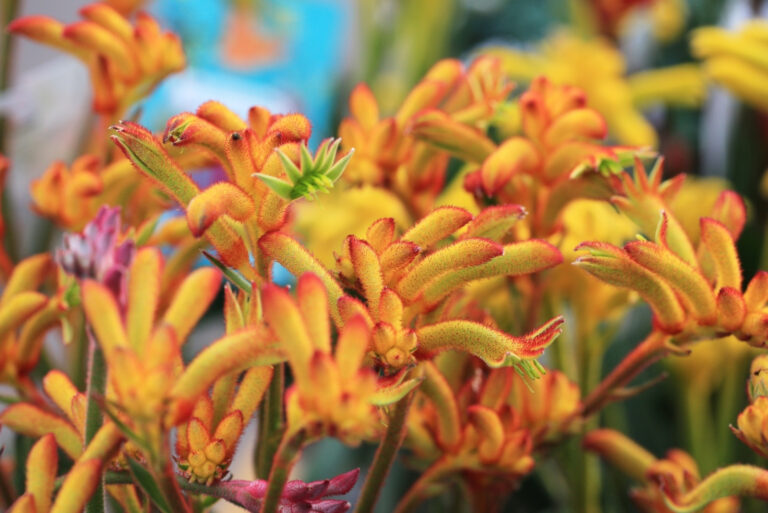 kangaroo paws (featured image)