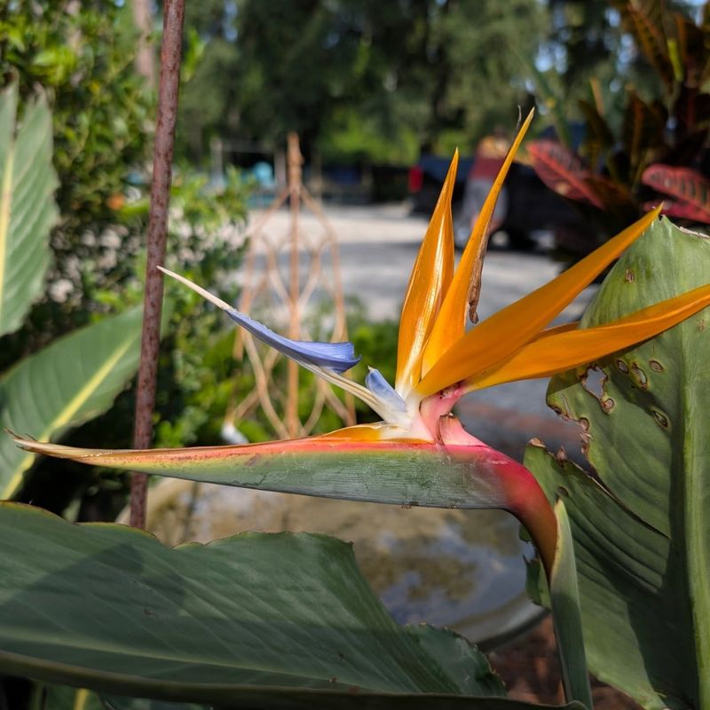 Bird of Paradise