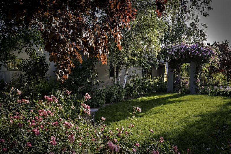 Solvang's Danish-Inspired Rose Corridors