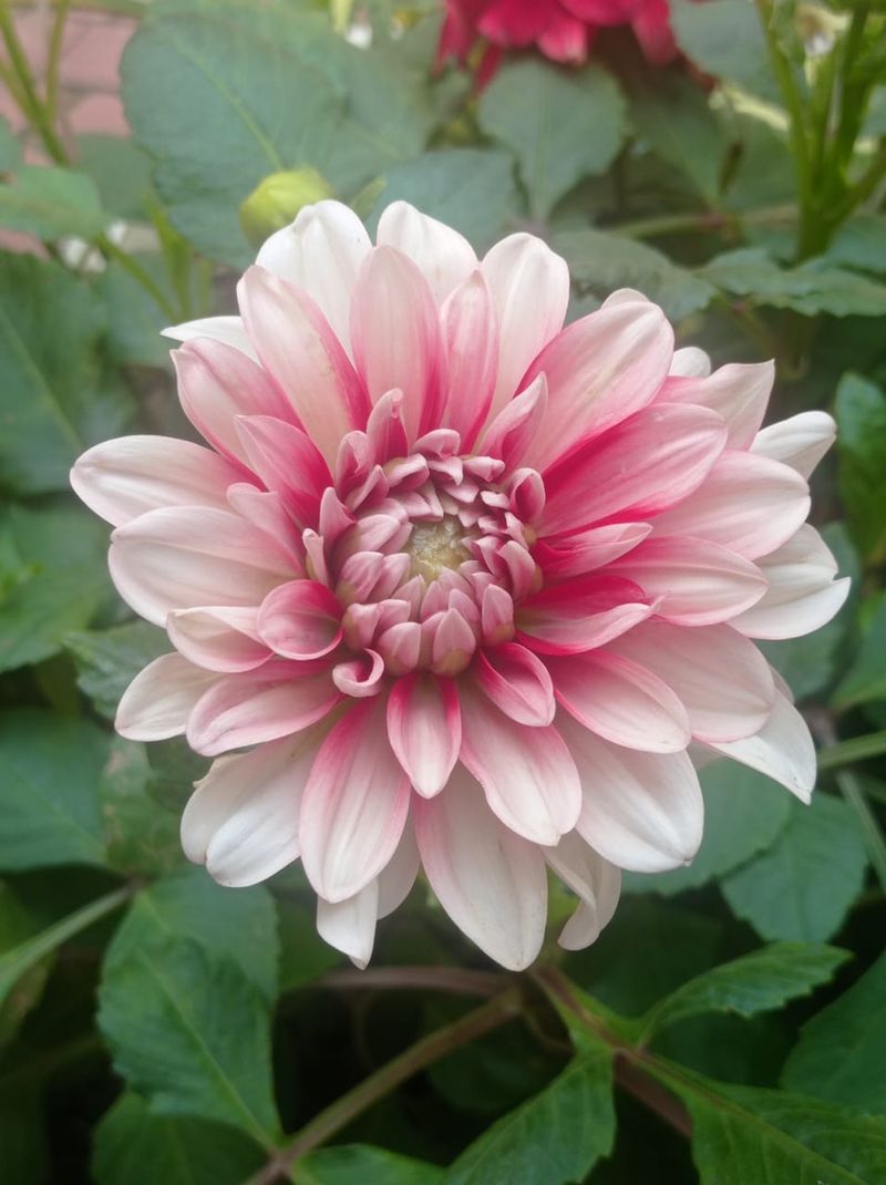 Dahlias: Frida Kahlo's Fiery Favorites