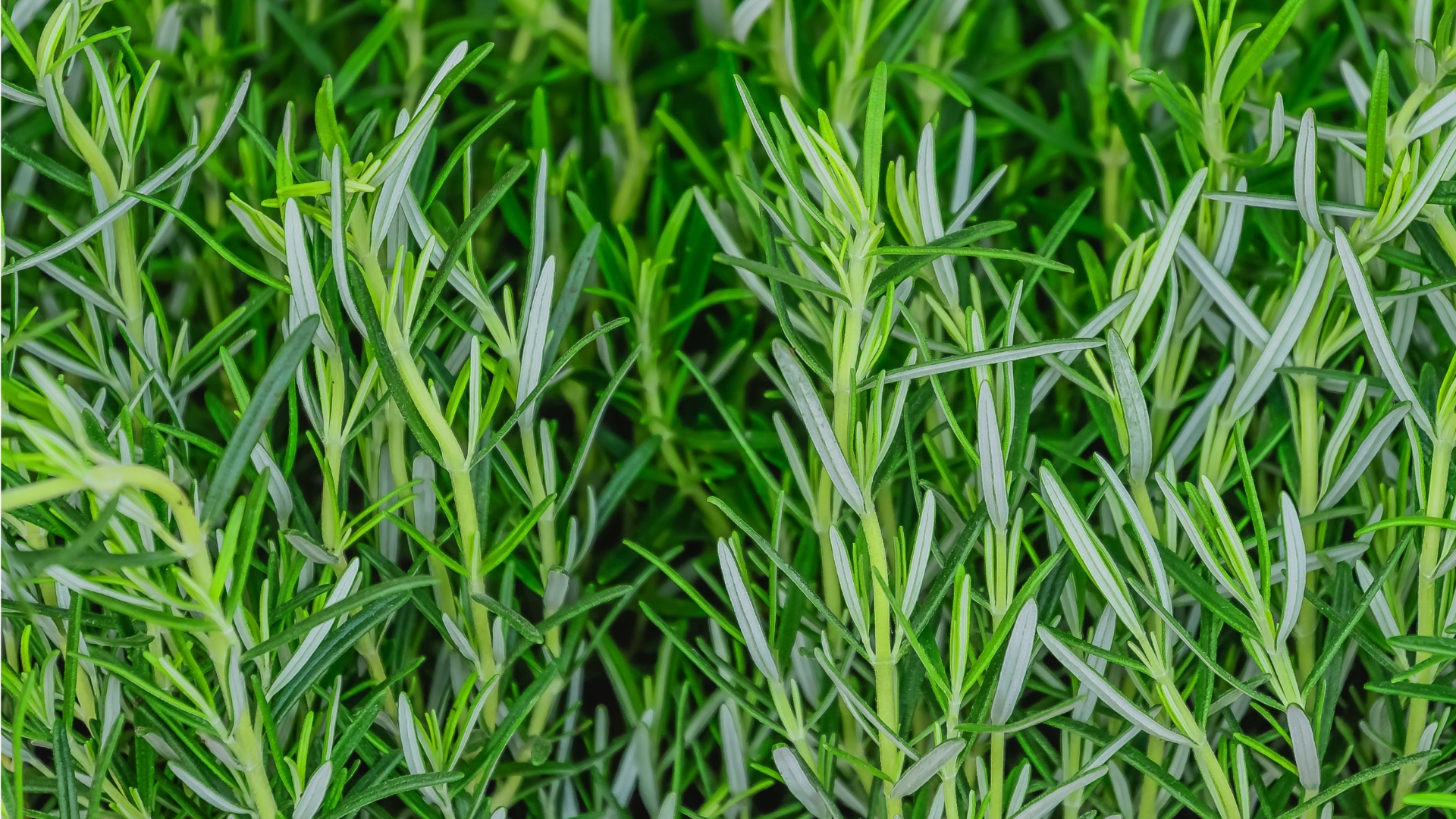 Louisiana Gardeners Love These Drought-Proof Herbs Right Now