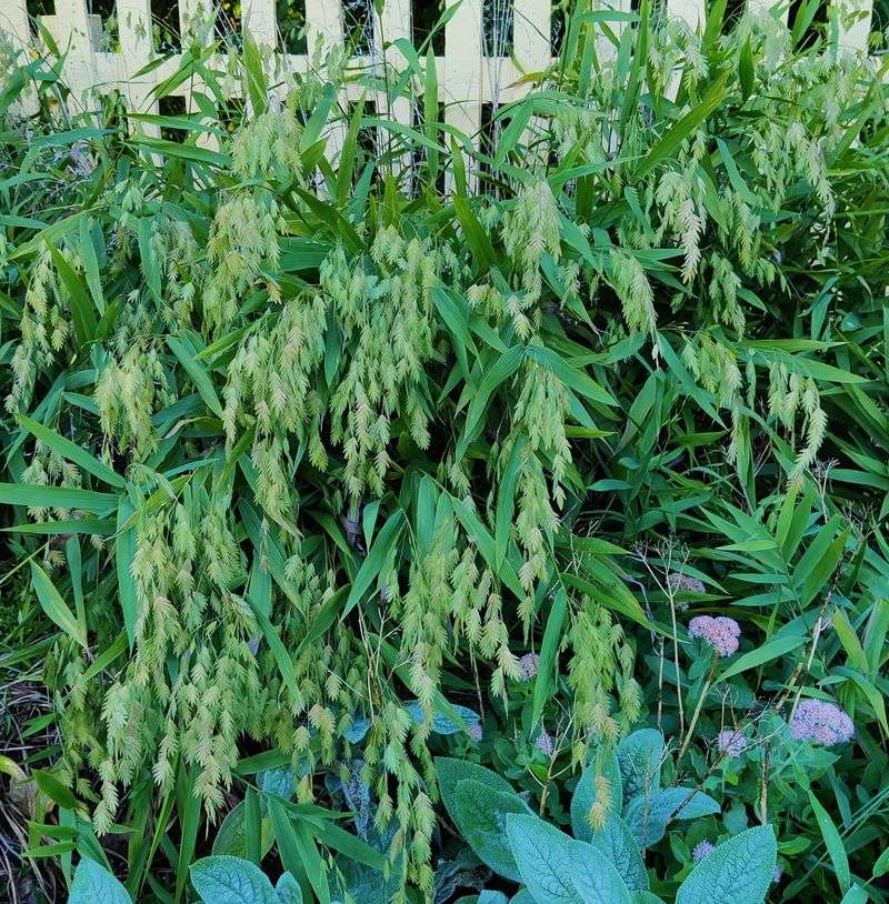 River Oats (Chasmanthium latifolium)