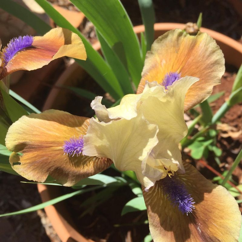 Bearded Iris