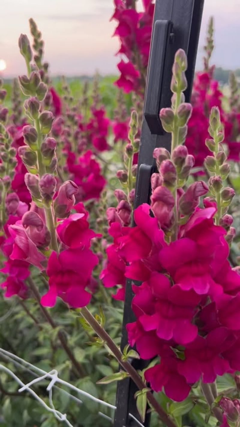 Snapdragons