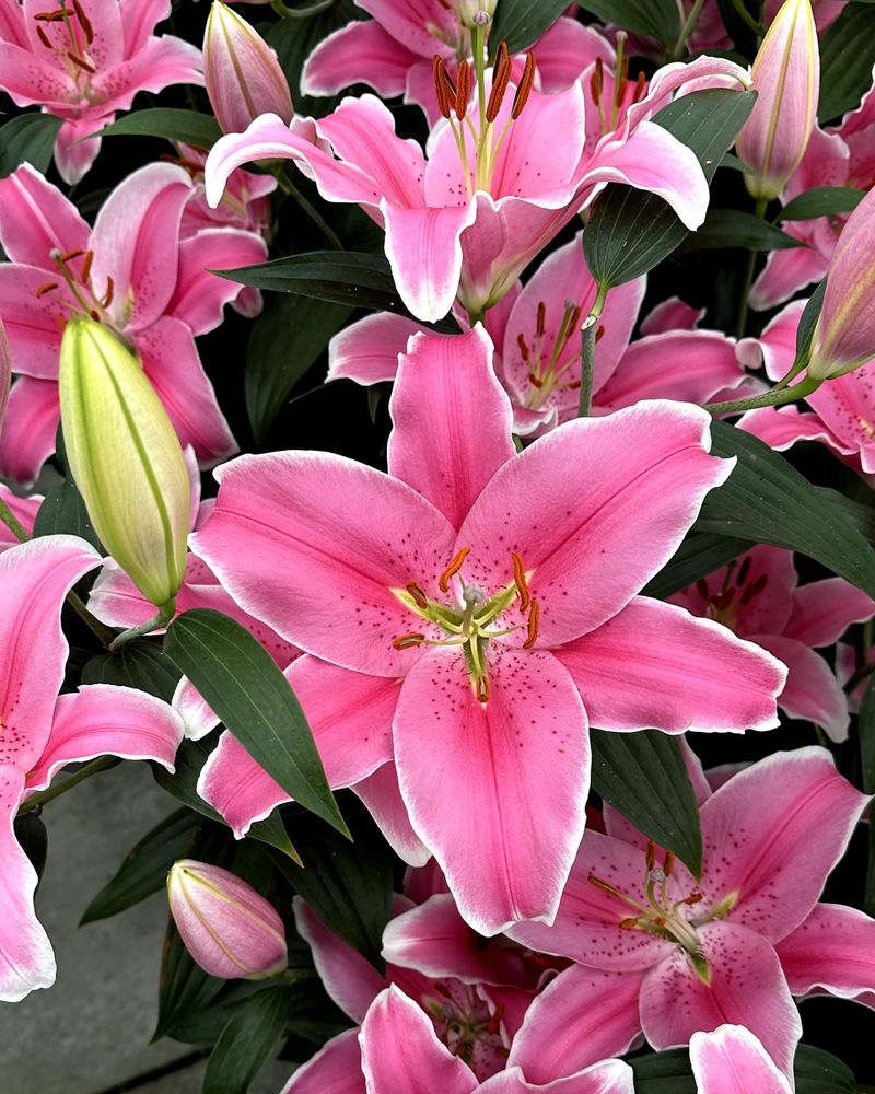 Majestic Oriental Lilies