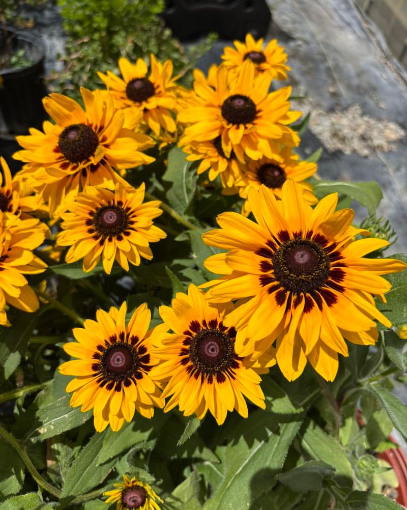 Bold Black-Eyed Susans