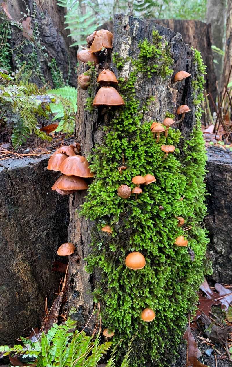Natural Mushroom Cultivation Opportunities