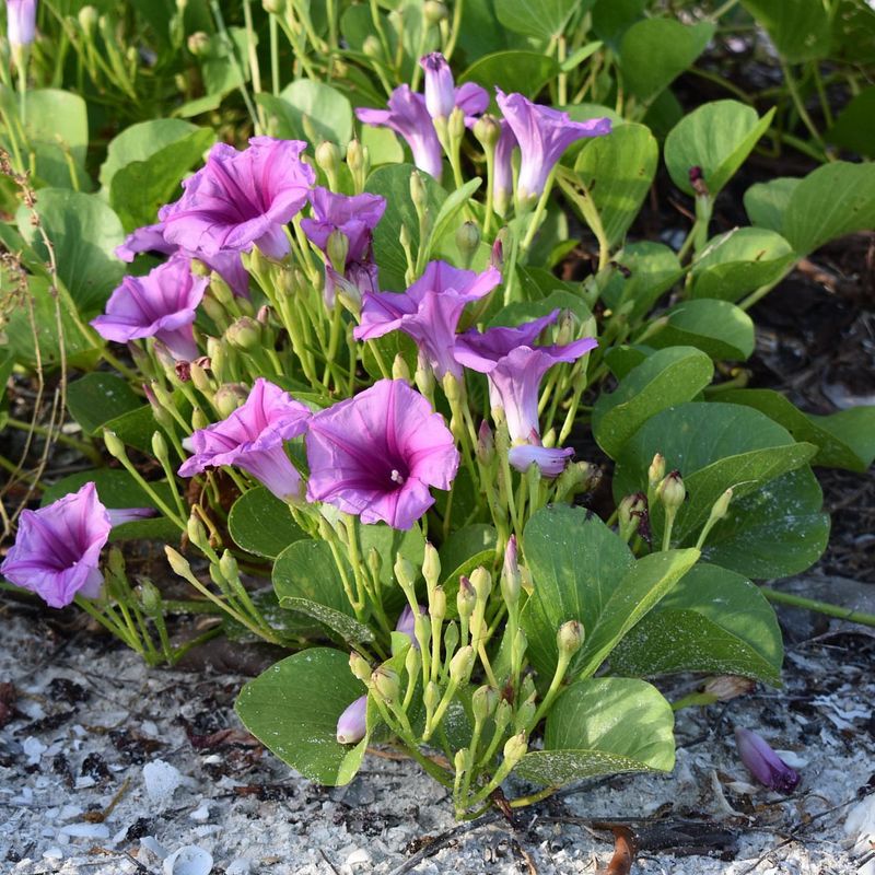 Building Erosion Control With Railroad Vine