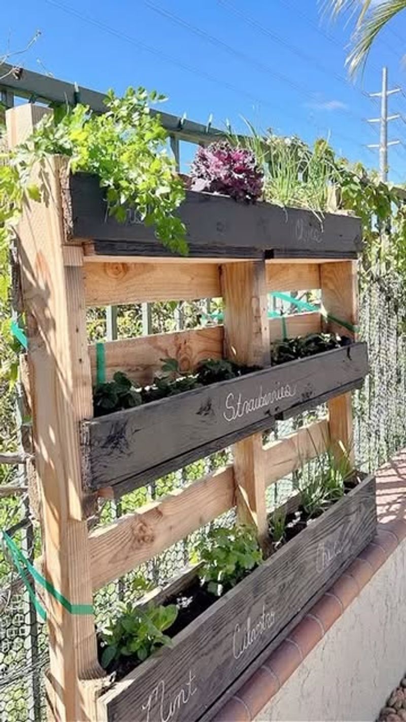 Vertical Pallet Gardens For Leafy Greens
