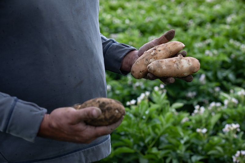 Potato State Pests Love Your Harvest