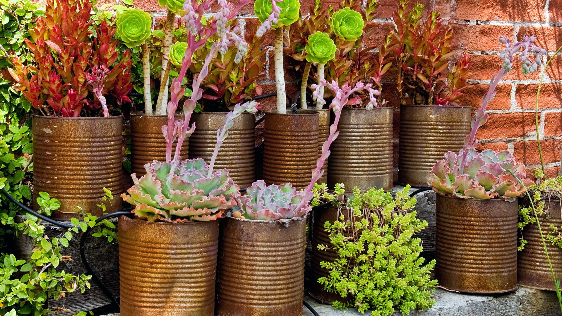Low-Maintenance Container Gardens For Michigan Homes