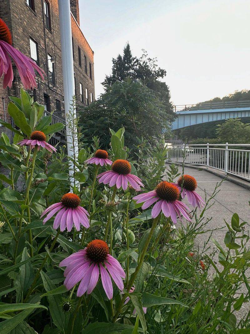 1. Native Wildflower Mix