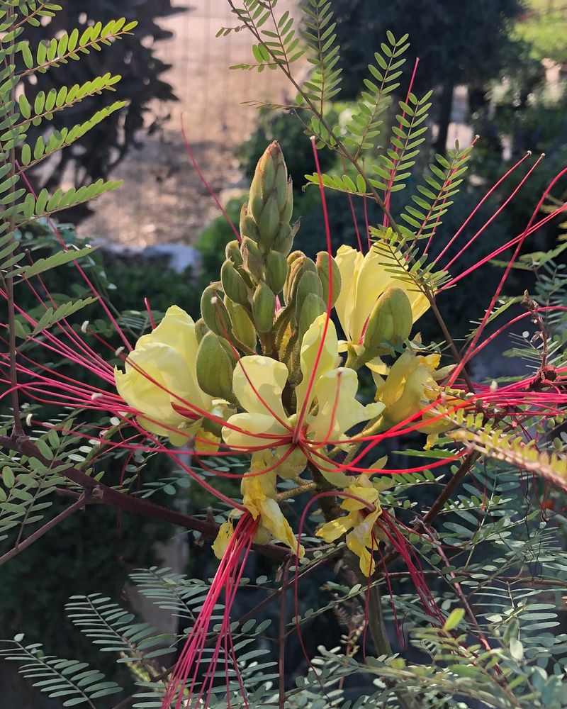 Watch Those Seedpods!