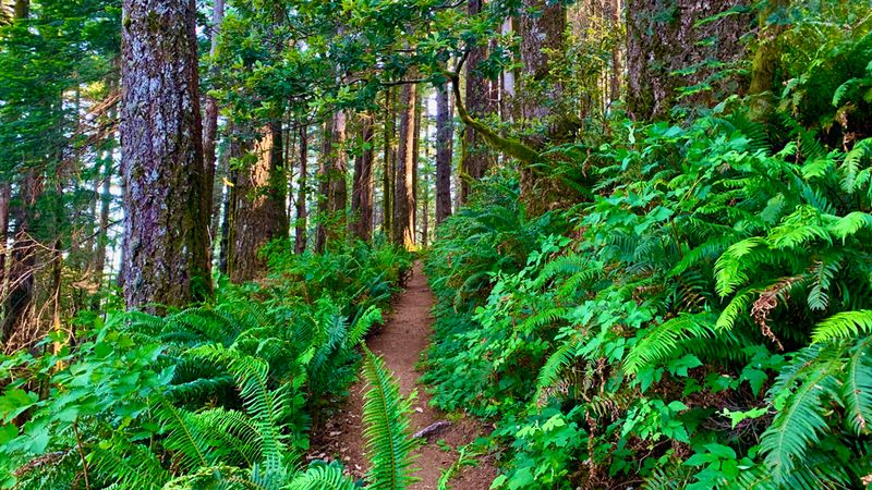 Rhododendron's Fern-Lined Mountain Paths