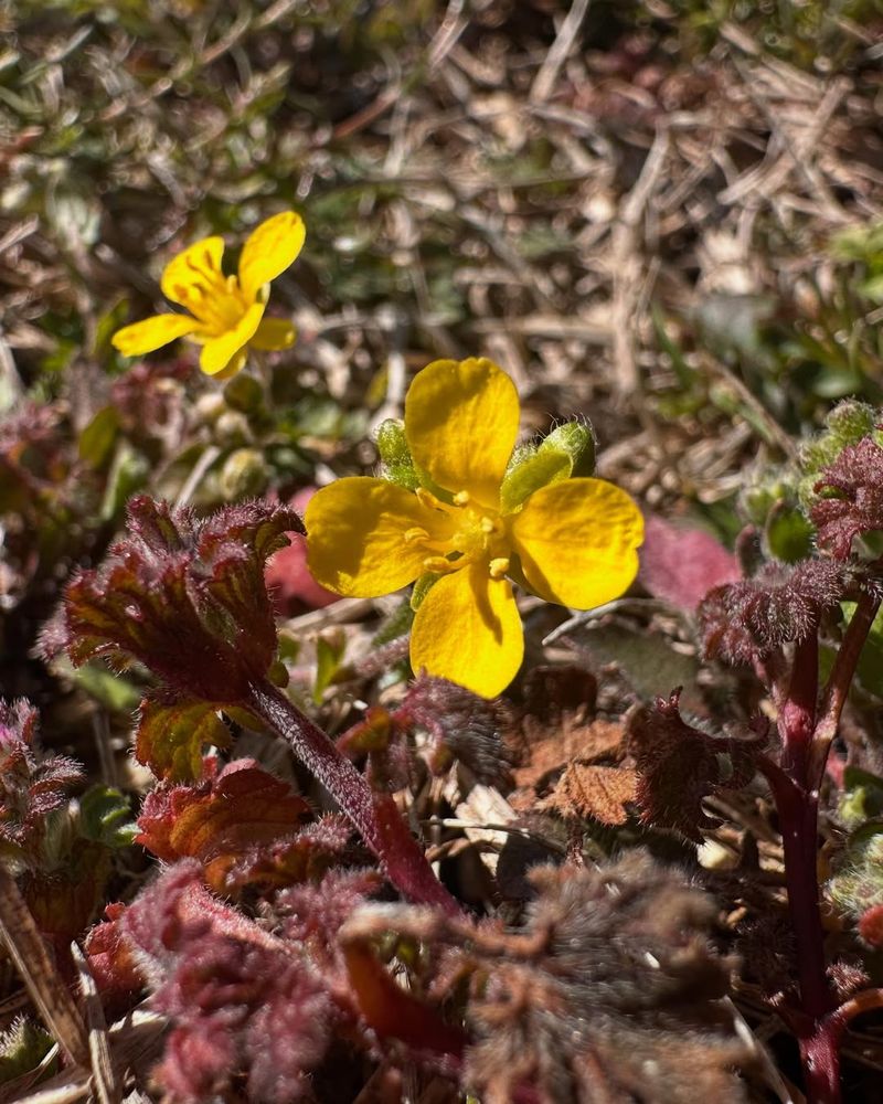 Nashville's Growing Native Plant Community
