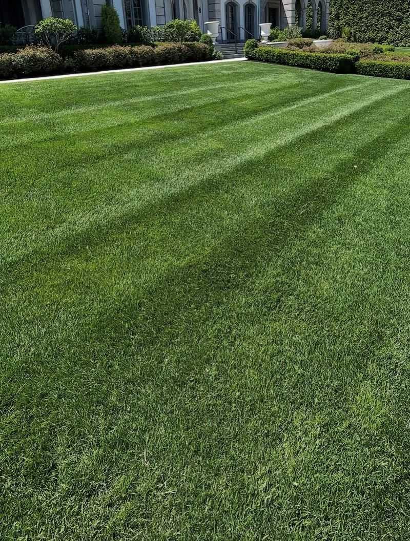 Superior Root Development