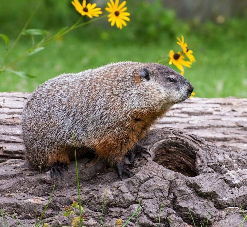 Groundhog Goodbye Strategy