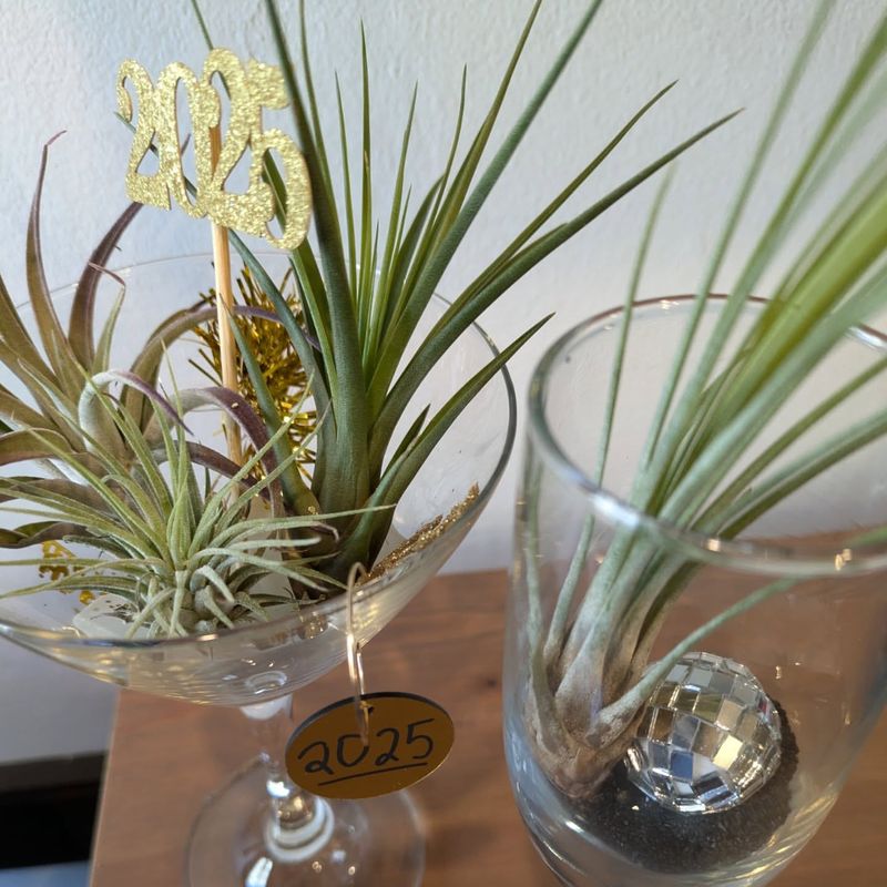Air Plants (Tillandsia)