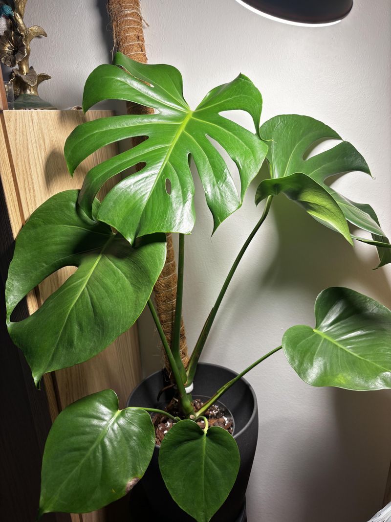 Monstera Deliciosa