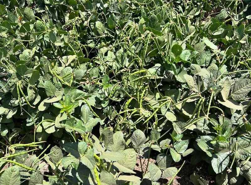 Southern Peas