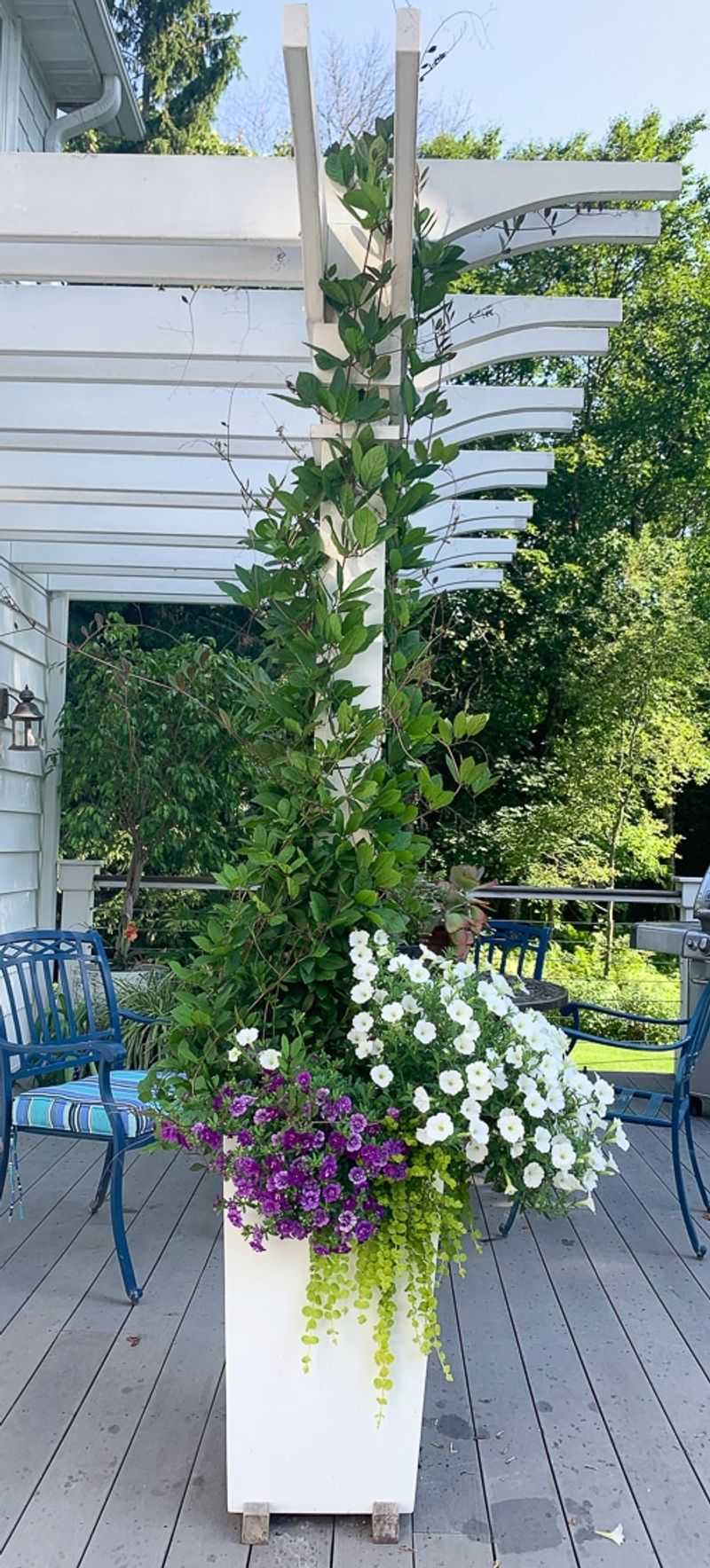 Moon Vine Pergolas