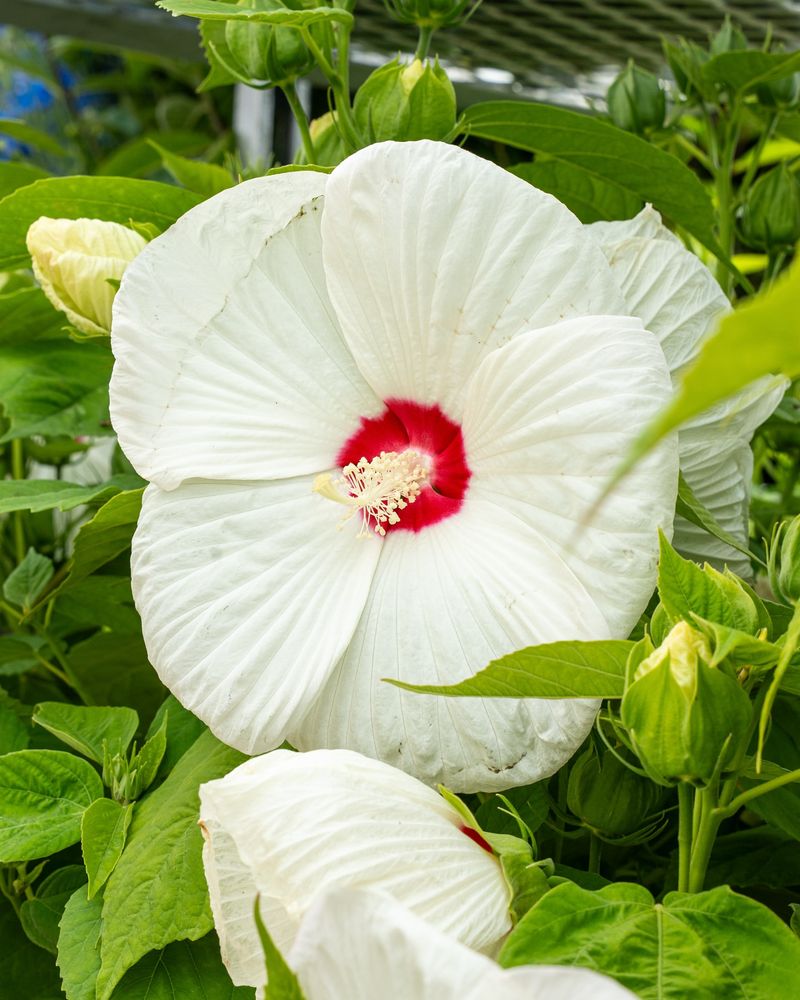 Disco Belle White Hibiscus