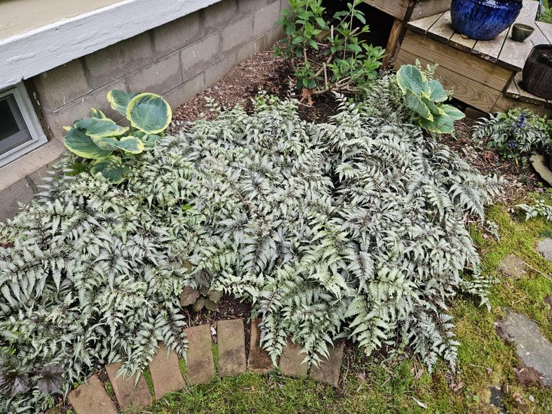 Japanese Painted Fern